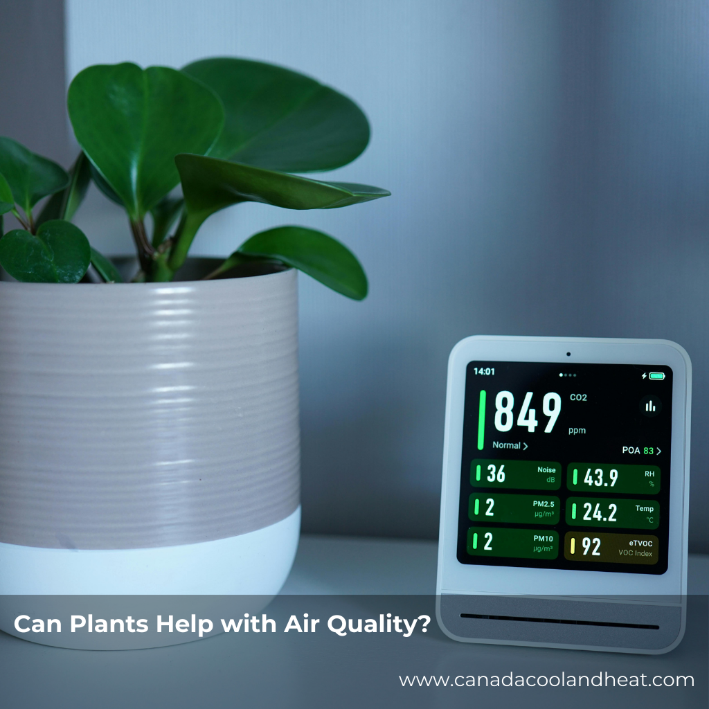 Can Plants Help with Air Quality?