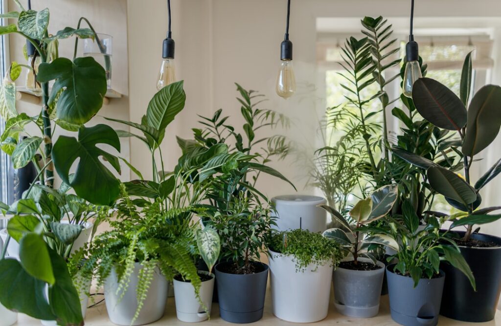 Best Plants for Improving Indoor Air Quality with HVAC